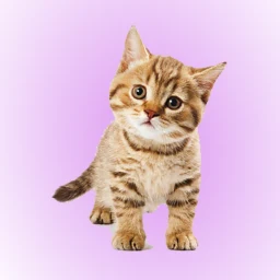 Icono de Cat Soundboard